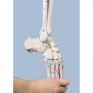 Therapy Model Skeleton Toni